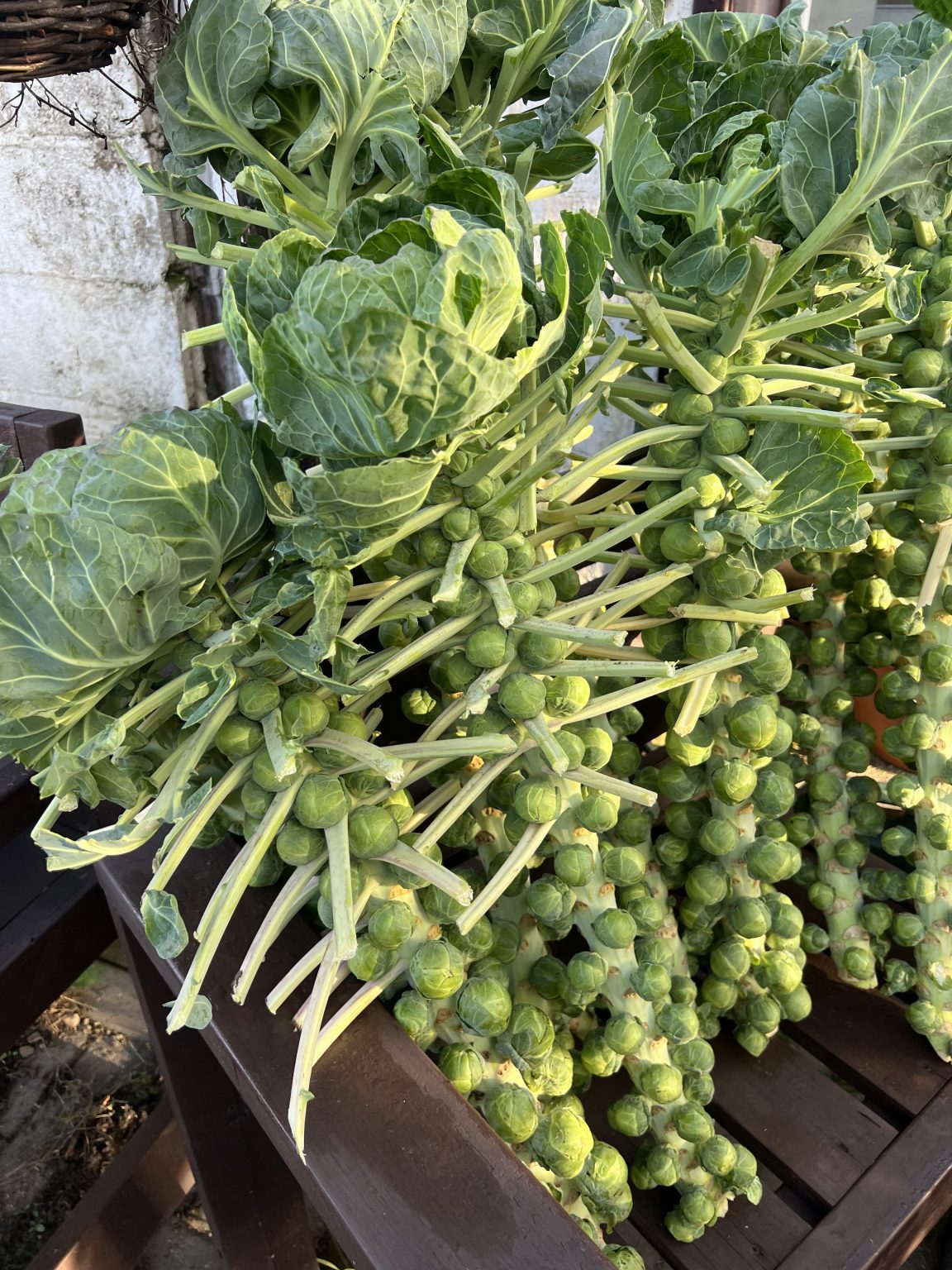 Brussel Sprout Stalk