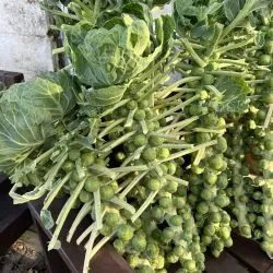 Brussel Sprout Stalk