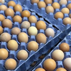 30 x Free Range Pullet Eggs